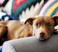 Păduchii la câini - tratament