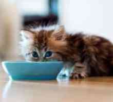 Hrană umedă pentru pisici