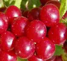 Cherry Felt - plantare și îngrijire