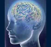 Capacitățile creierului uman