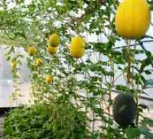 Cultivarea pepene galben într-o seră