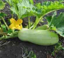 Cultivarea Zucchini în câmp deschis