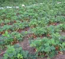 Cultivarea căpșuni în câmp deschis