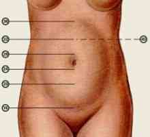 Înălțimea uterului în timpul sarcinii