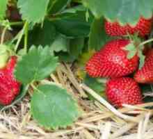 Strawberry - plantare și îngrijire