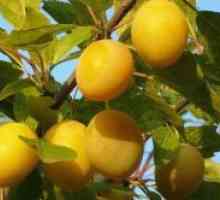 Prune galben - soiuri