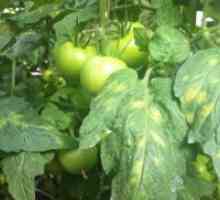 Pete galbene pe frunze de tomate în seră