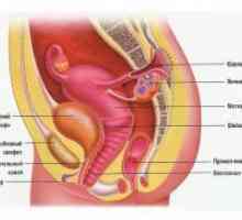Organele genitale feminine