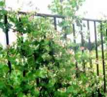 Perfoliate Honeysuckle - plantare și îngrijire