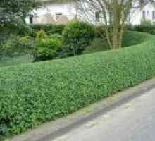Hedge de arbuști