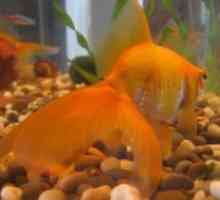 Goldfish - conținut în acvariu