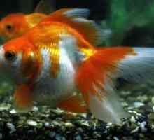 Goldfish - reproducerea