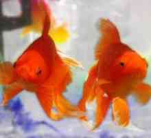 Goldfish: îngrijire și întreținere