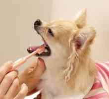 Pasta de dinti pentru câini