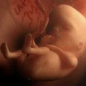 12 Săptămâni de sarcină - dimensiunea fetale