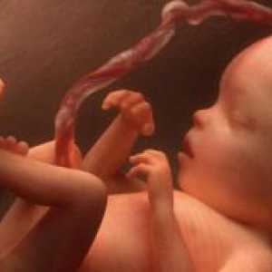19 De săptămâni de sarcină - dimensiunea fetale