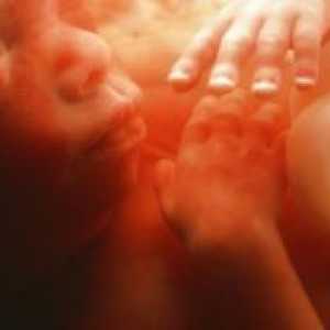 22 De săptămâni de sarcină - dezvoltării fetale