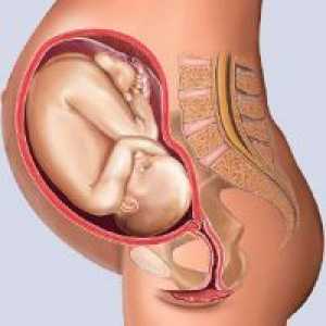 30 De săptămâni de sarcină - dimensiunea fetale