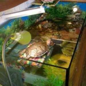 Acvariu pentru țestoase