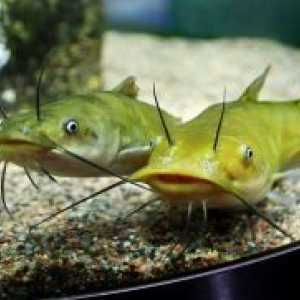 Aquarium somn pește