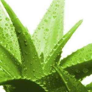 Aloe - un biostimulator naturale