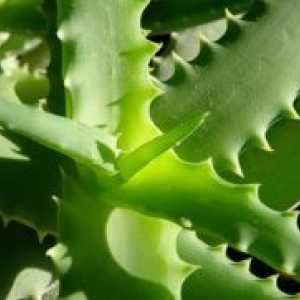 Aloe - reproducere