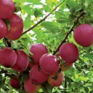 Cherry prune - soiuri pentru banda de mijloc