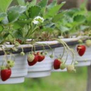 Căpșuni Ampelnye - cultivarea și îngrijirea