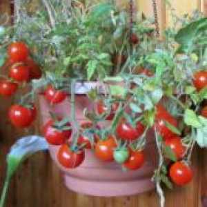 Tomate ampelnye