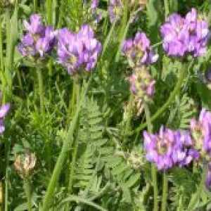 Astragalus - proprietăți medicinale