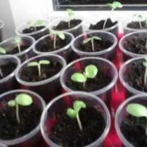 Impatiens grădină - în creștere din semințe
