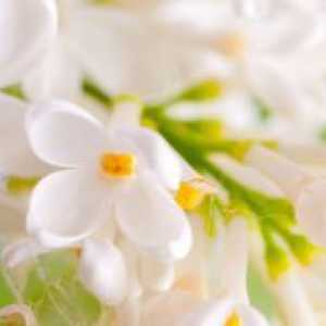 Liliac alb - proprietăți medicinale