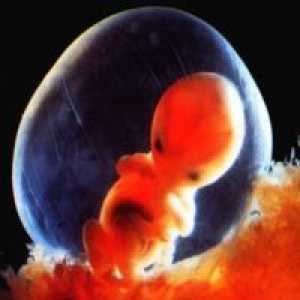 Sarcina 7 săptămâni - dezvoltării fetale
