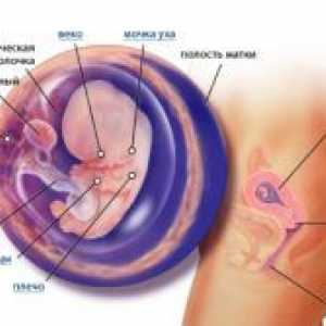 9 Săptămâni de gestație - dezvoltării fetale