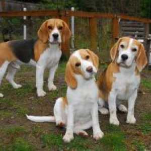 Beagle - descriere rasa, caracter
