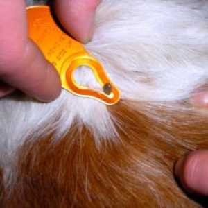 Boli de câini de la înțepătura de căpușă