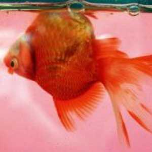 Boli goldfish