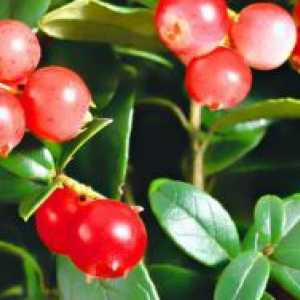 Lingonberry - proprietăți medicinale