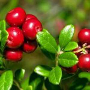 Lingonberry - proprietăți utile și contraindicații