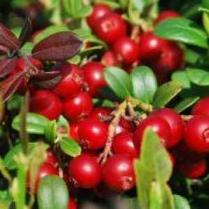 Lingonberry - proprietăți utile