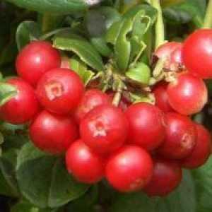 Lingonberry - avantaje și prejudicii