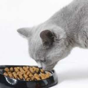Ce să se hrănească o pisică britanic?