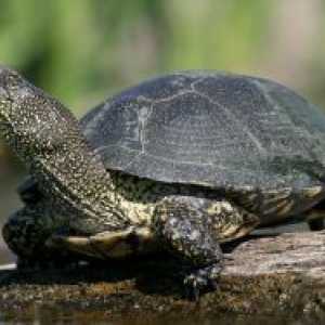 Ce să se hrănească o broască țestoasă râu acasă?