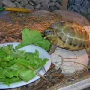 Ce să se hrănească o broască țestoasă teren?