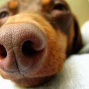 Cum de a trata un nas care curge într-un câine?