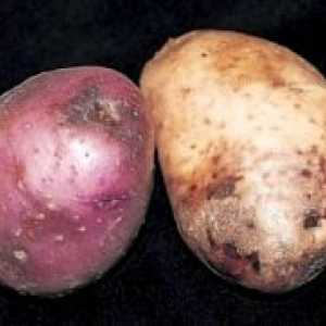 Cartofii din mânerul Phytophthora înainte de plantare?