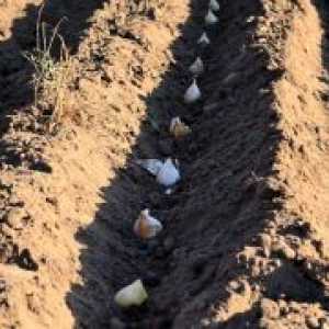 Usturoiul fertiliza la plantare înainte de venirea iernii?
