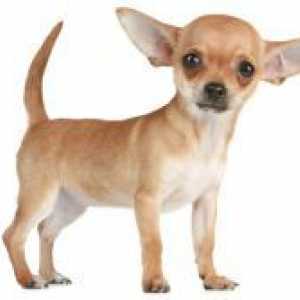 Chihuahua - Descriere rasa, caracter