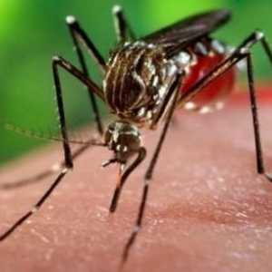 Care ajută copiii de la înțepături de țânțar?