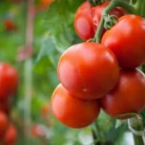 Ce este soiuri de tomate determinate?